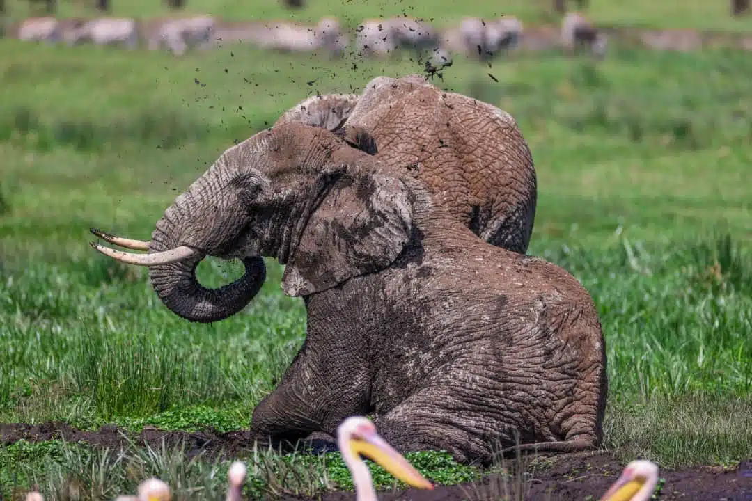 Local French Speaking Safari Guide In Arusha