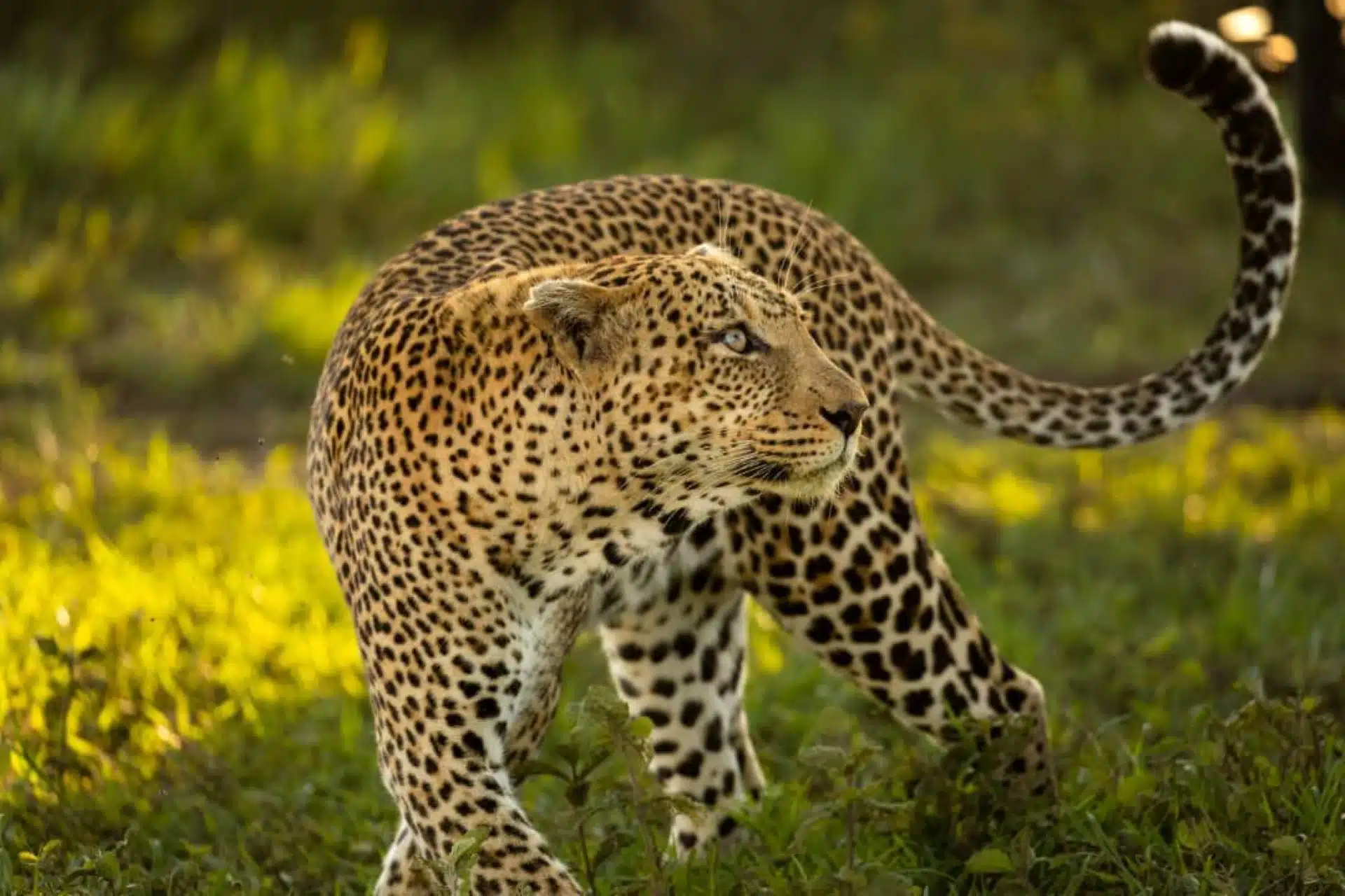 Best Tanzania Tours