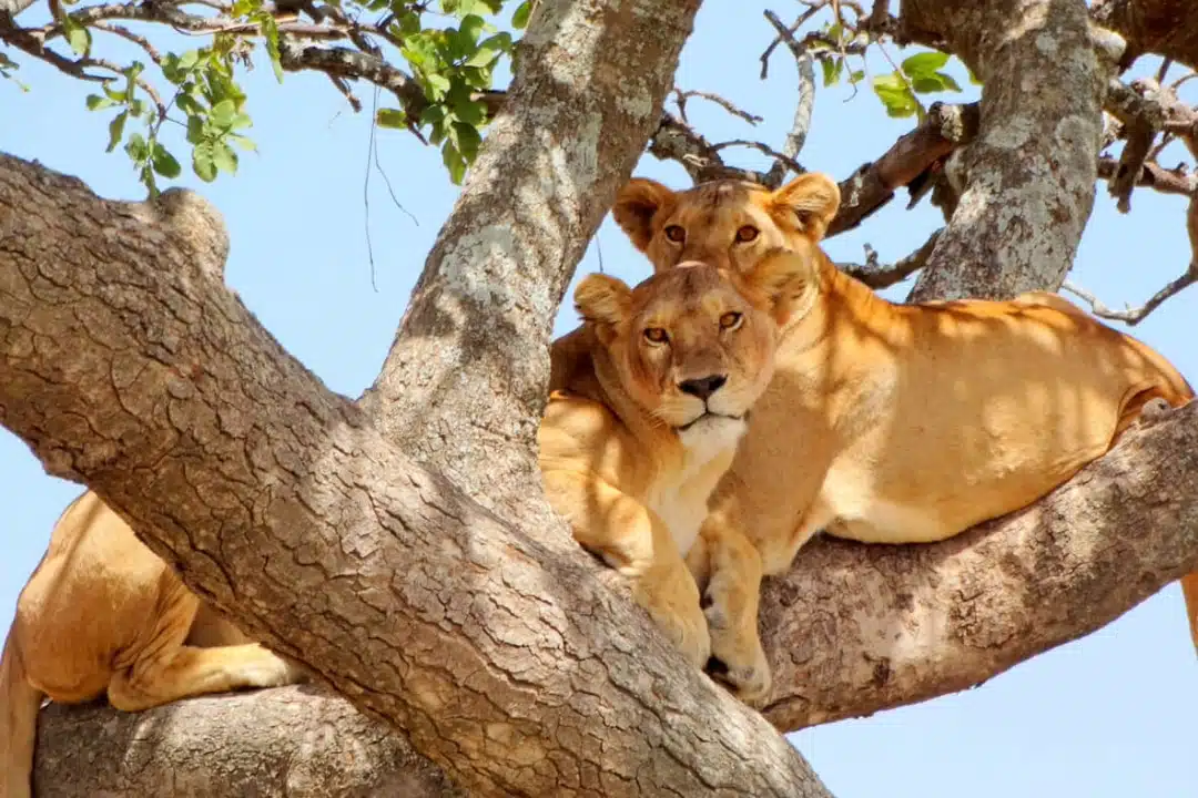 Tanzania Diabetic People Travel Safari And Tours