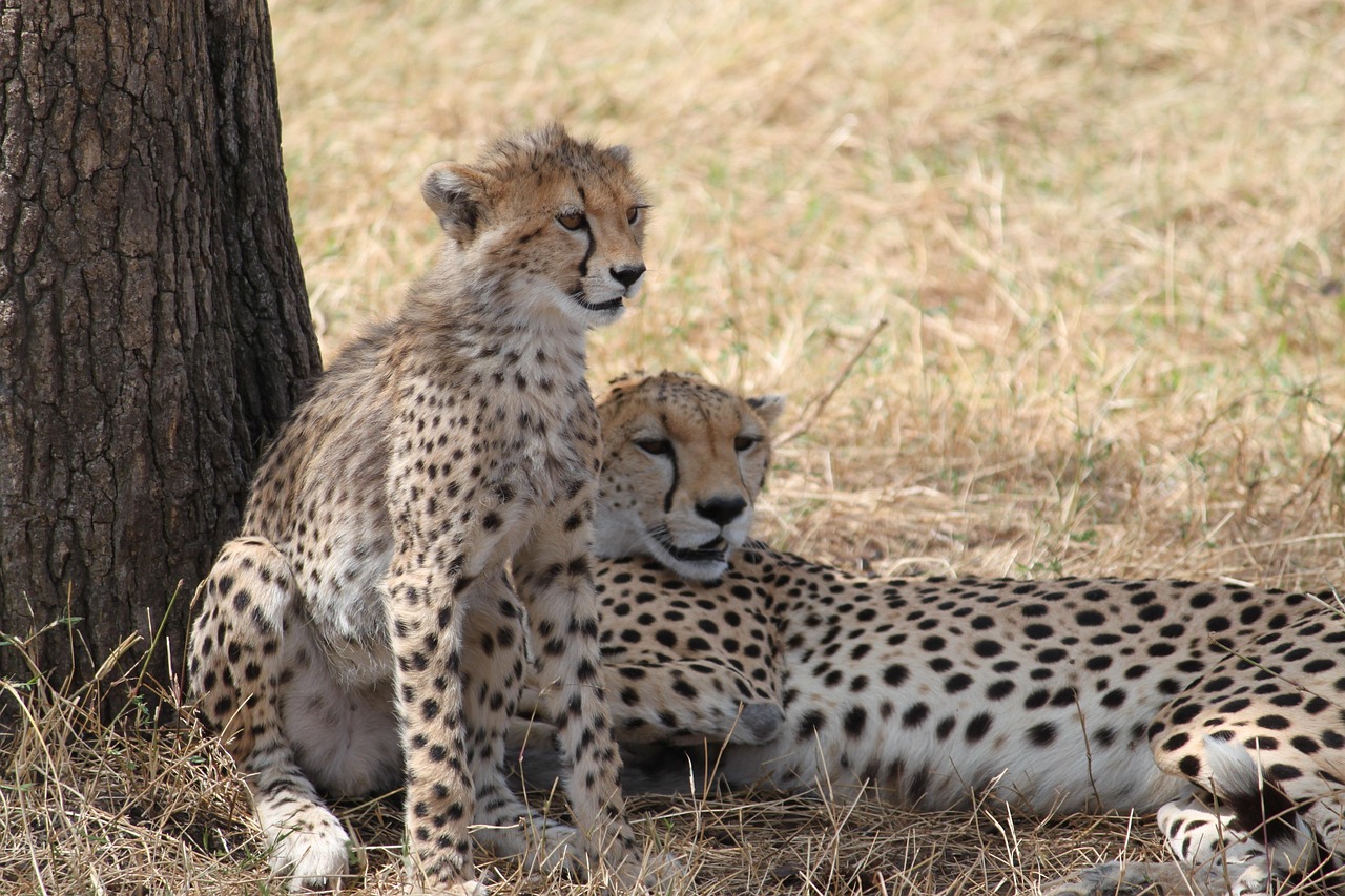 4 Days Tanzania Private Luxury Safari