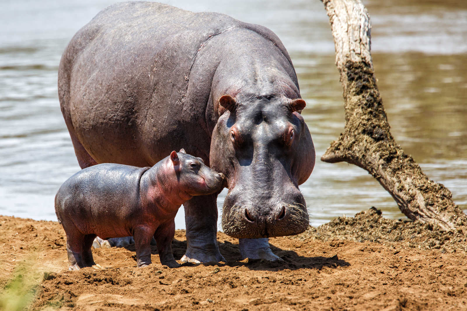 Trip-To-Tanzania